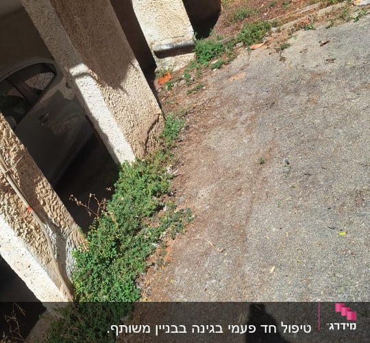 עשבים ירוקים צומחים ליד קיר בטון